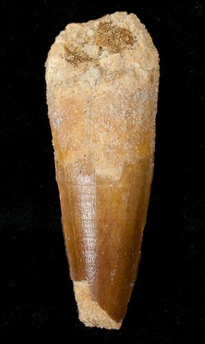 Spinosaurus Tooth - Monster Meat-Eater #16997